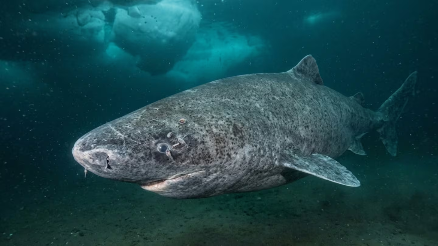 científics descobreixen un tauró de 399 anys nascut en 1627