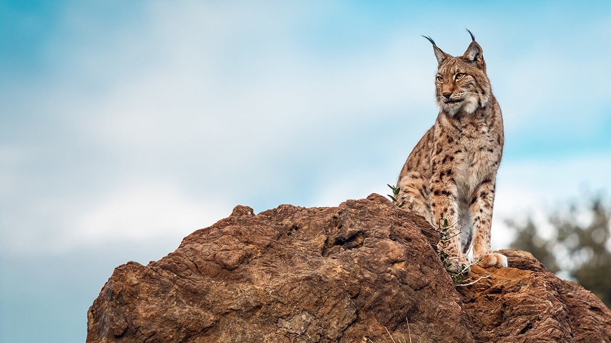 lince ibérico