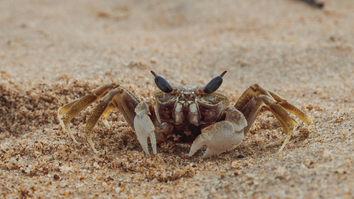 Un animal icònic dels nostres ecosistemes s'esvaeix per culpa de la sequera.