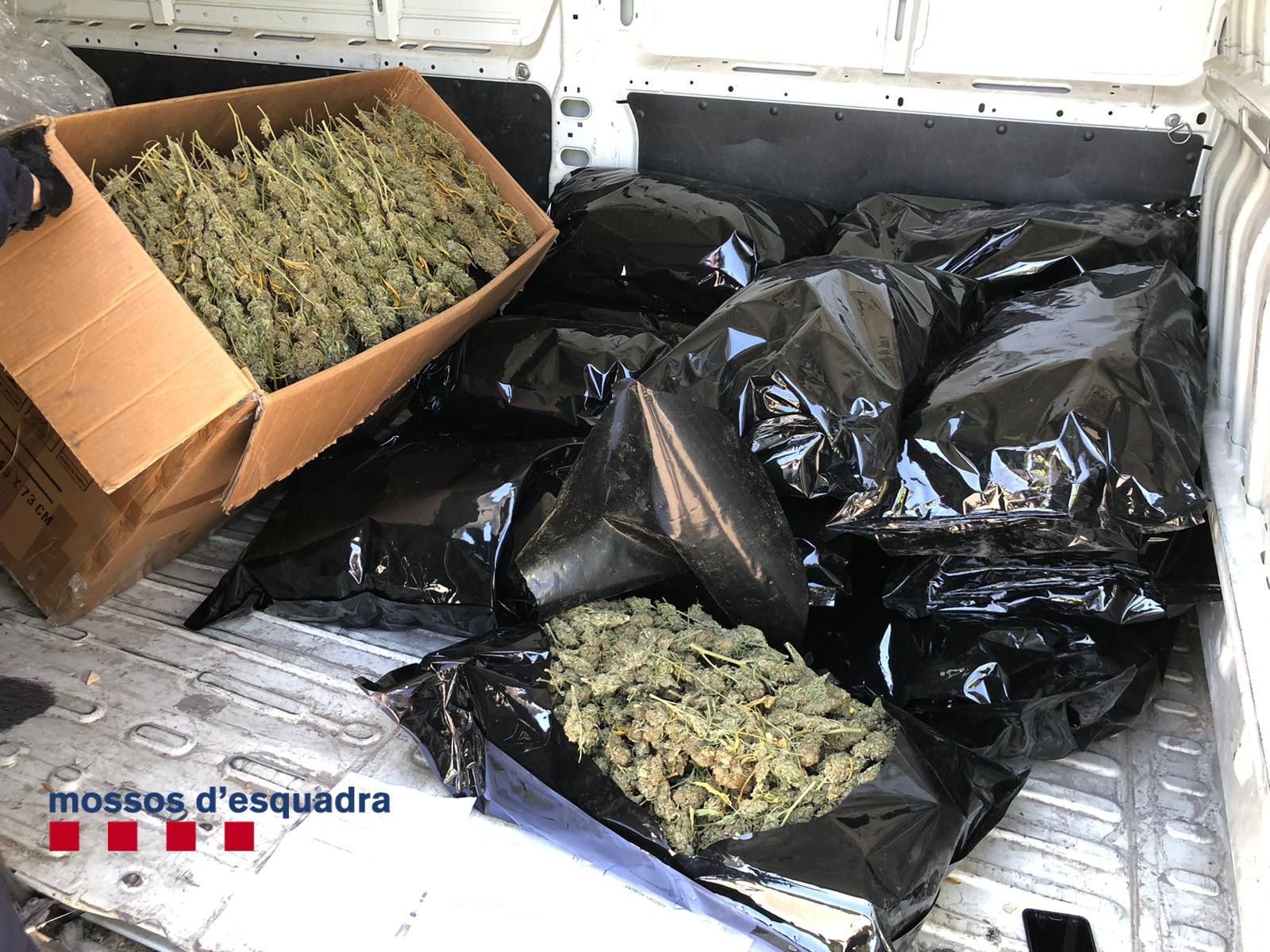 La marihuana requisada a la furgoneta entremig de material sanitari/Mossos