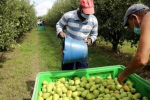 Un temporer i un pag?s recollint fruita a Alcarr?s, el 13 de juliol