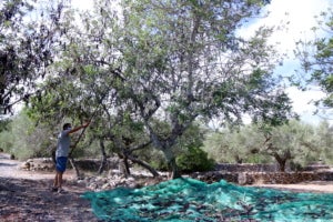 Un pagès fent caure garrofes en una explotació del Perelló (ACN)