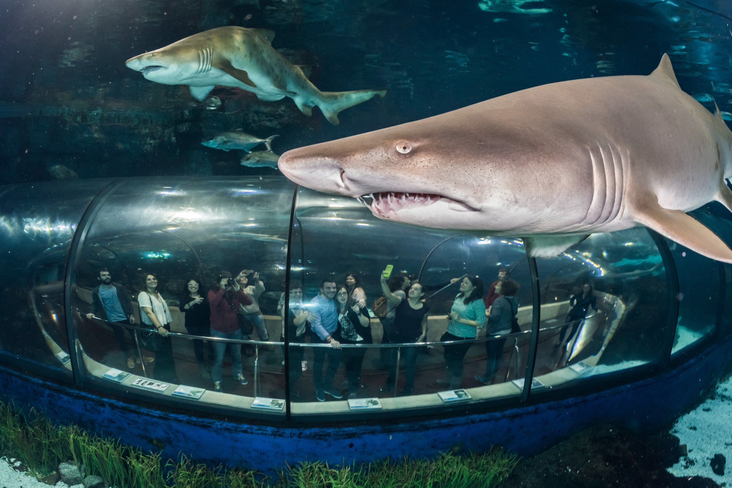 L'Aquàrium de Barcelona, on es poden fer moltes activitats nadalenques en família / Cedida