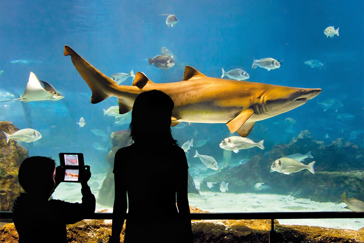 L'Aquàrium de Barcelona, on es poden fer moltes activitats nadalenques en família / Cedida