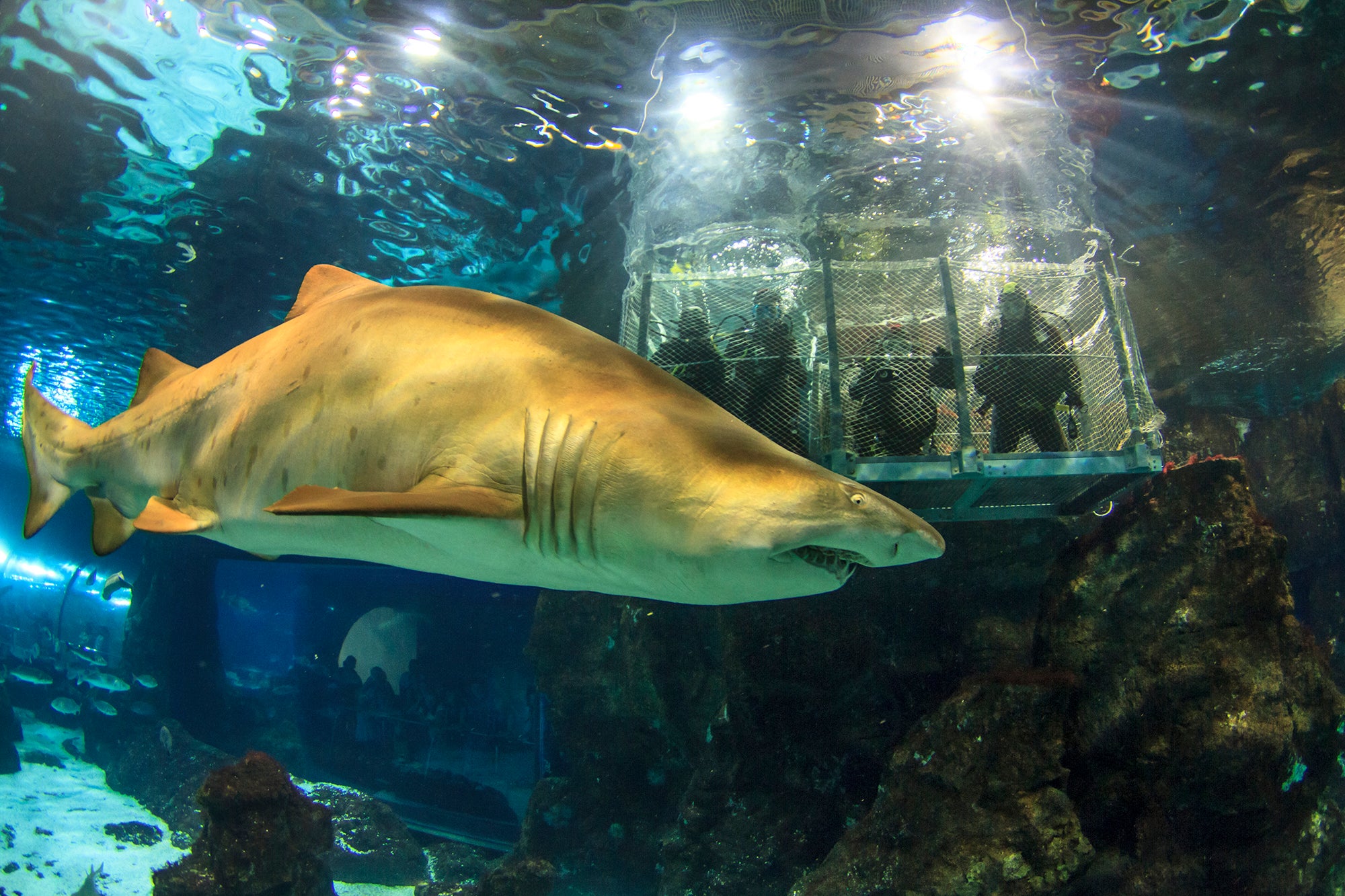Activitat de L'Aquàrium