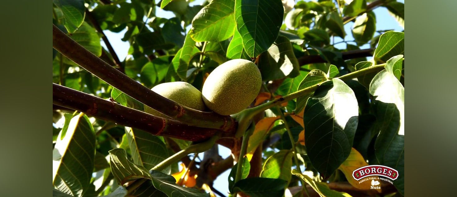 Nous de Borges creixent a l'arbre / Cedida