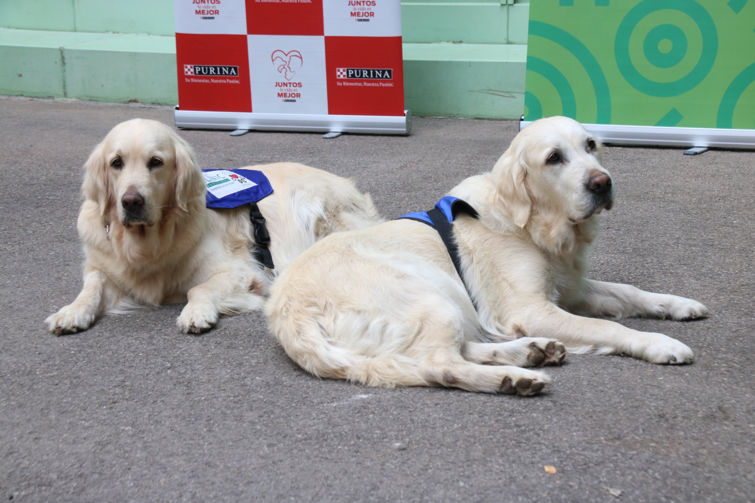 Dos dels gossos que han participat a l'estudi / ACN