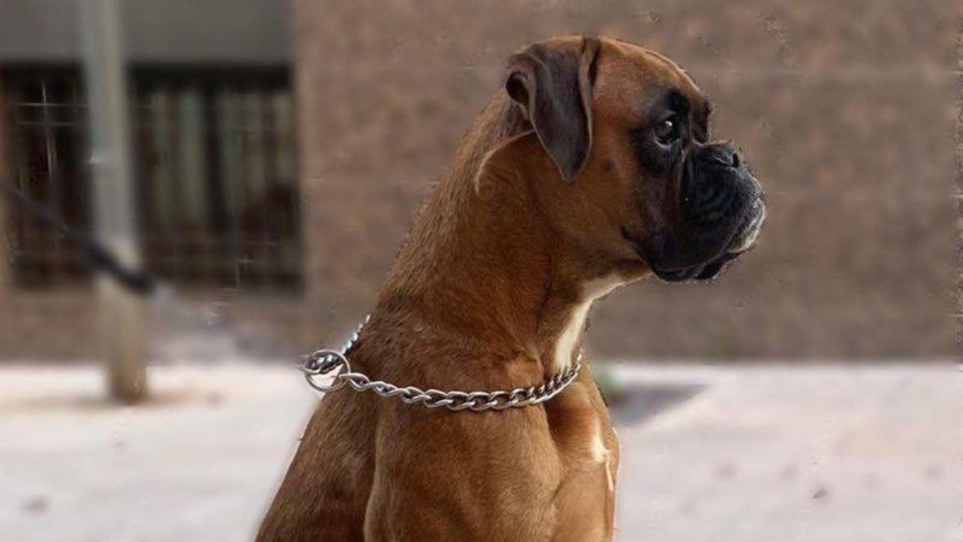 Demanen ajuda per trobar l'Ati, una gossa de 5 anys robada a Vacarisses | Twitter