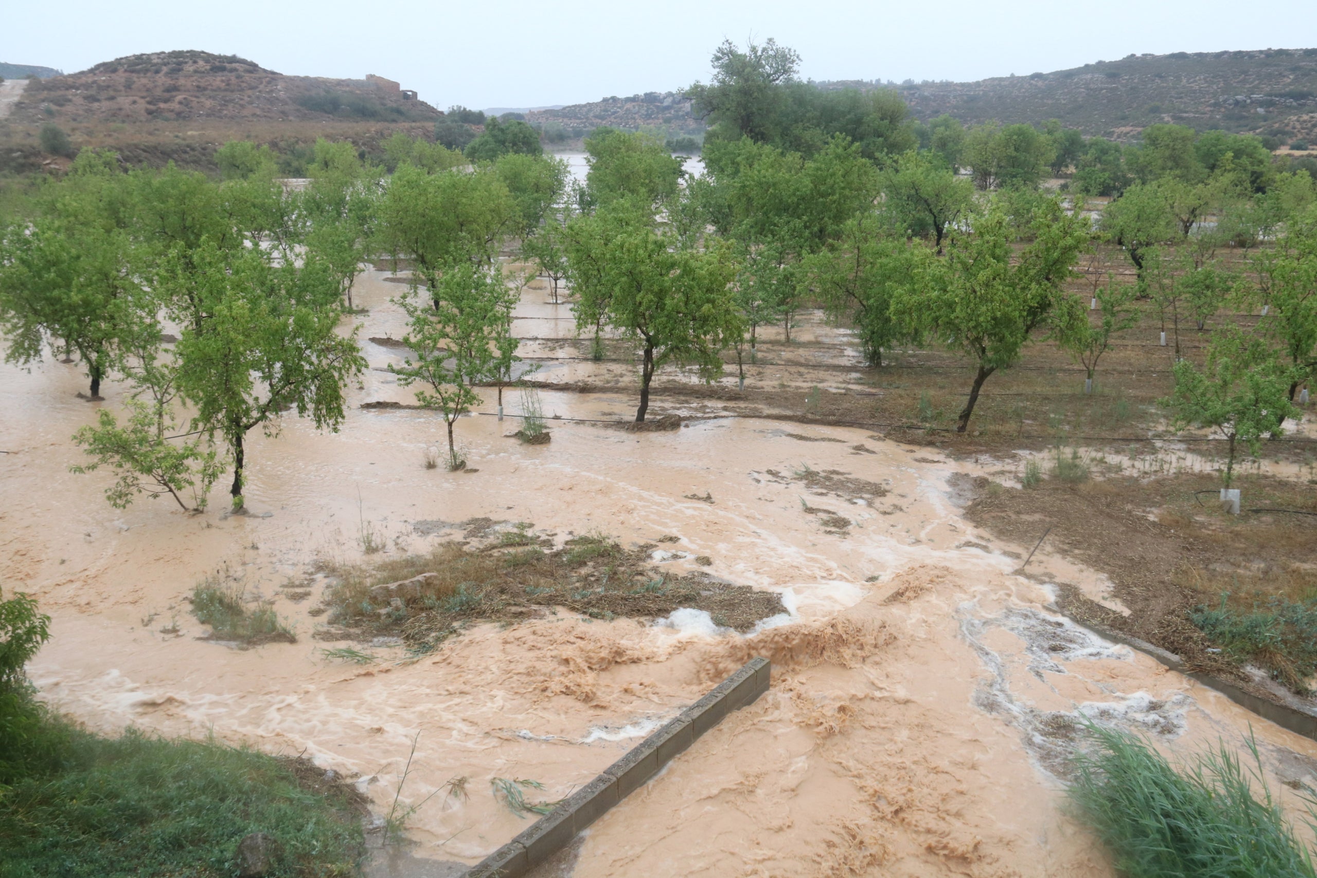 Camp d'ametllers negat d'aigua amb el municipi de Torrebesses al fons Data de publicació: diumenge 11 de juny del 2023, 19:32 Localització: Torrebesses Autor: Ignasi Gómez