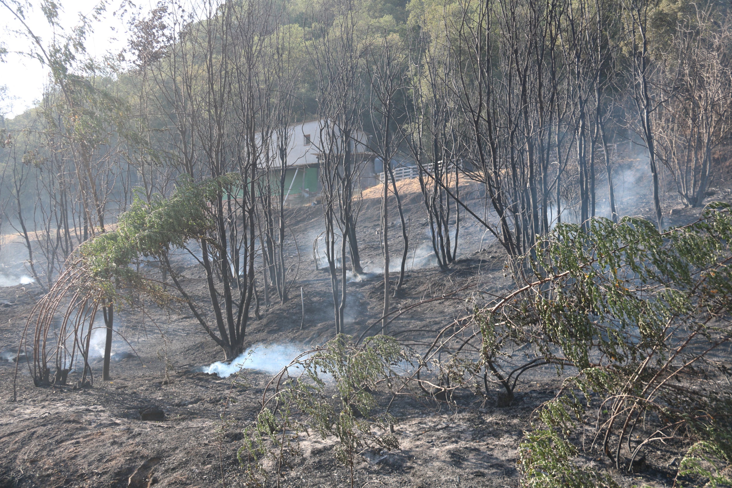 La zona on ha començat l'incendi d'Arbúcies / ACN