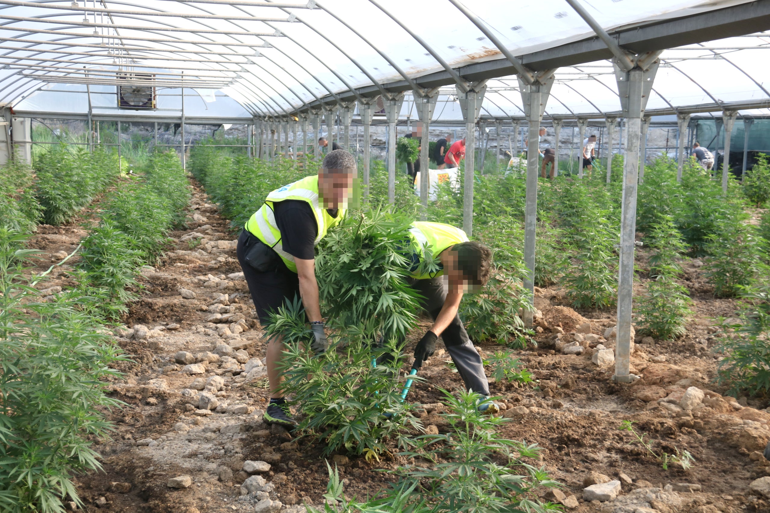 Els Mossos desmantellen una plantació de marihuana / ACN