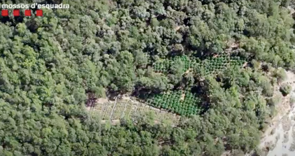 Imatge d'arxiu d'una plantació de marihuana enmig de la muntanya desmantellada pels Mossos / CME