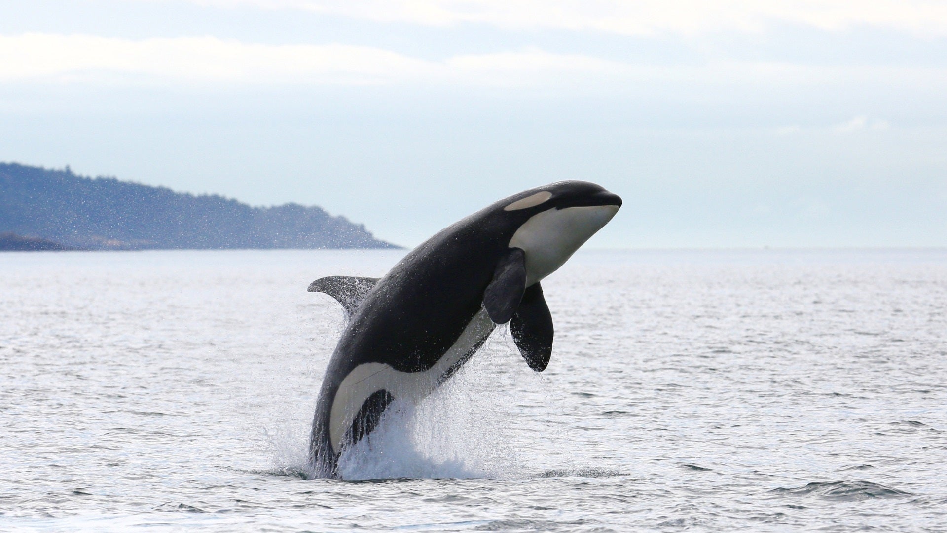 Una orca en una imatge d'arxiu / MITECO