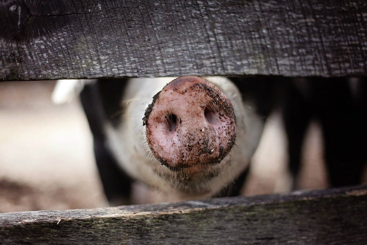Un porc / Pixabay