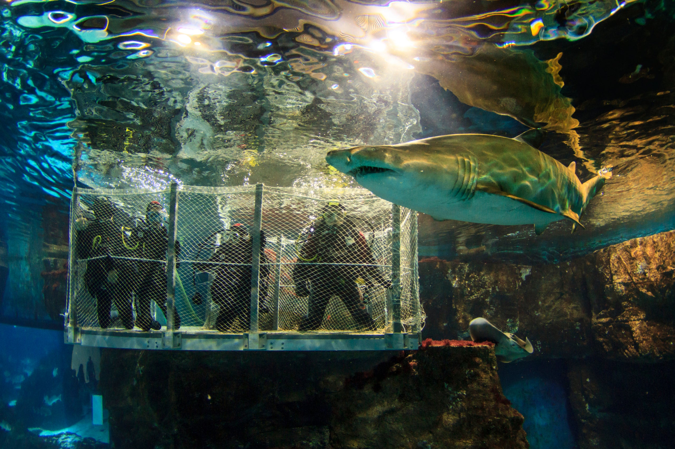 Una immersió en el fons marí de L'Aquàrium de Barcelona / Cedida