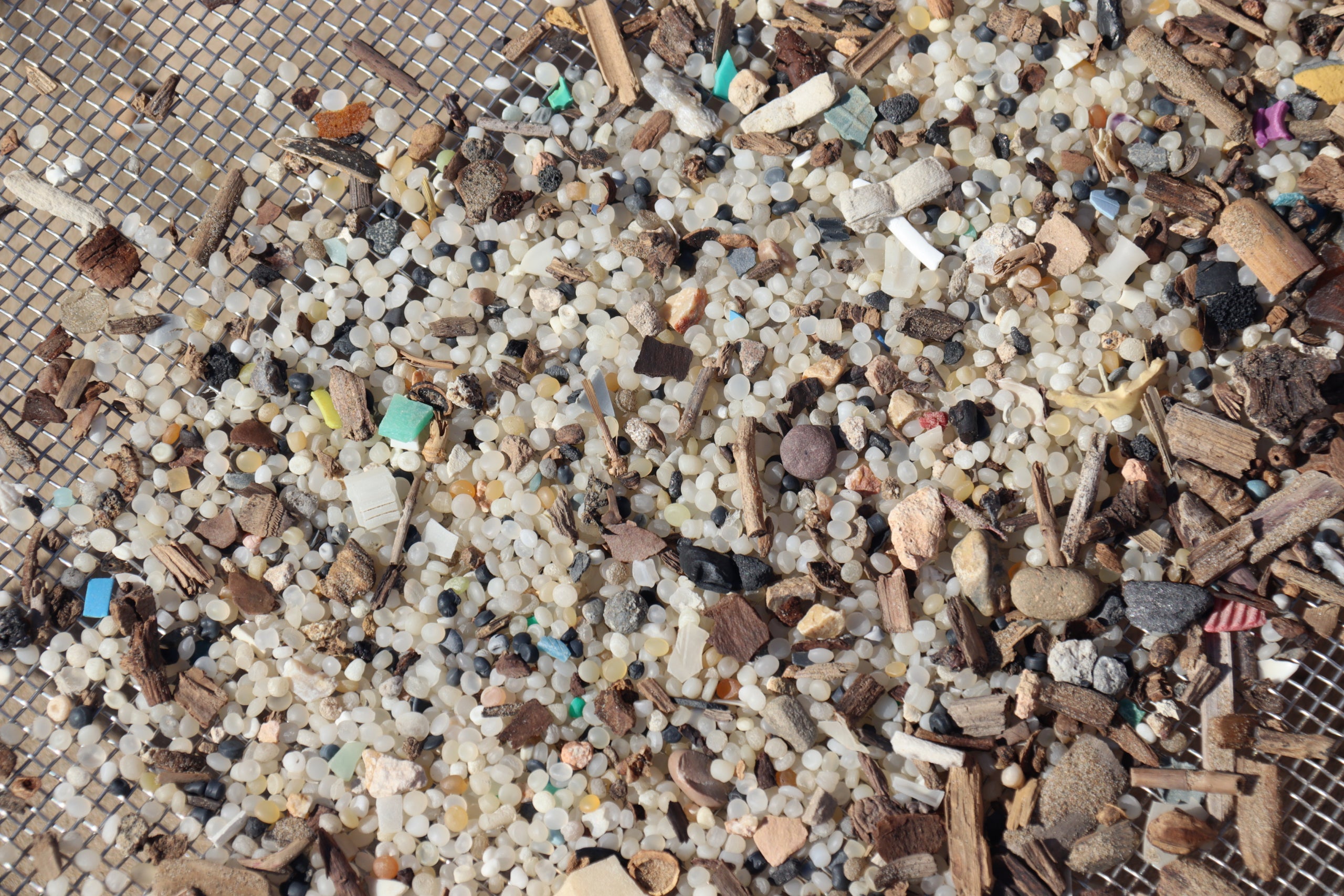 Imatge dels pèl·lets recollits a la platja La Pineda, al municipi de Vila-seca (Tarragonès) | Neus Bertola (ACN)