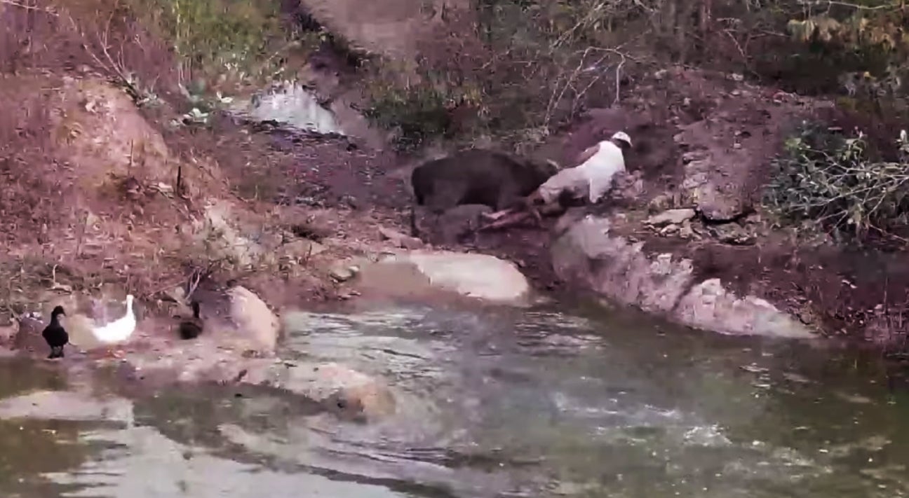 L'animal ha banyegat el presentador - Youtube
