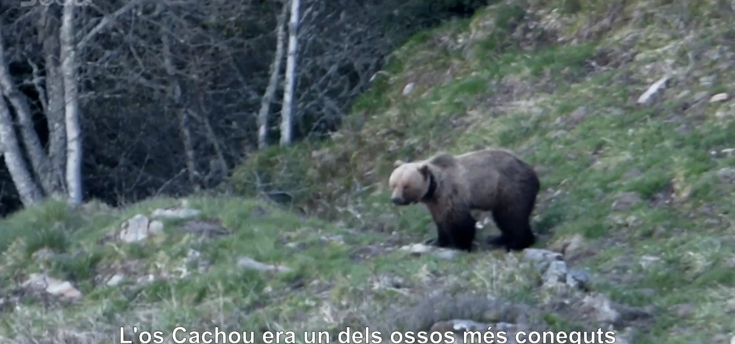 L'os Cachou protagonitza un documental a 3Cat