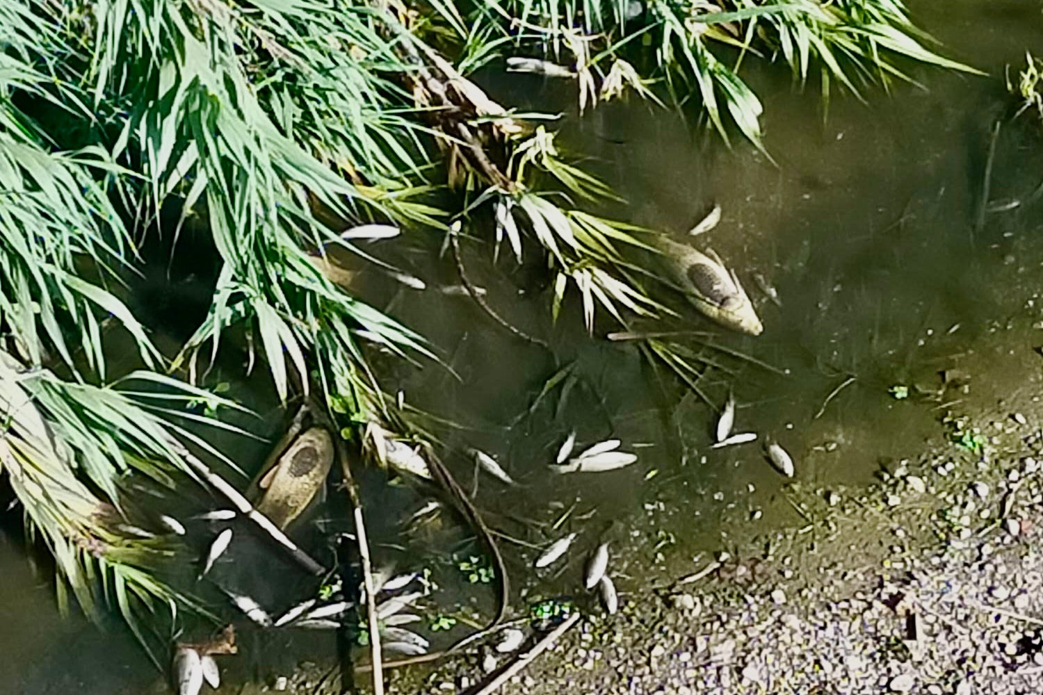 El río Besòs ha vuelto a sufrir un derrame de sustancias tóxicas con consecuencias fatídicas por la fauna y la flora / ACN