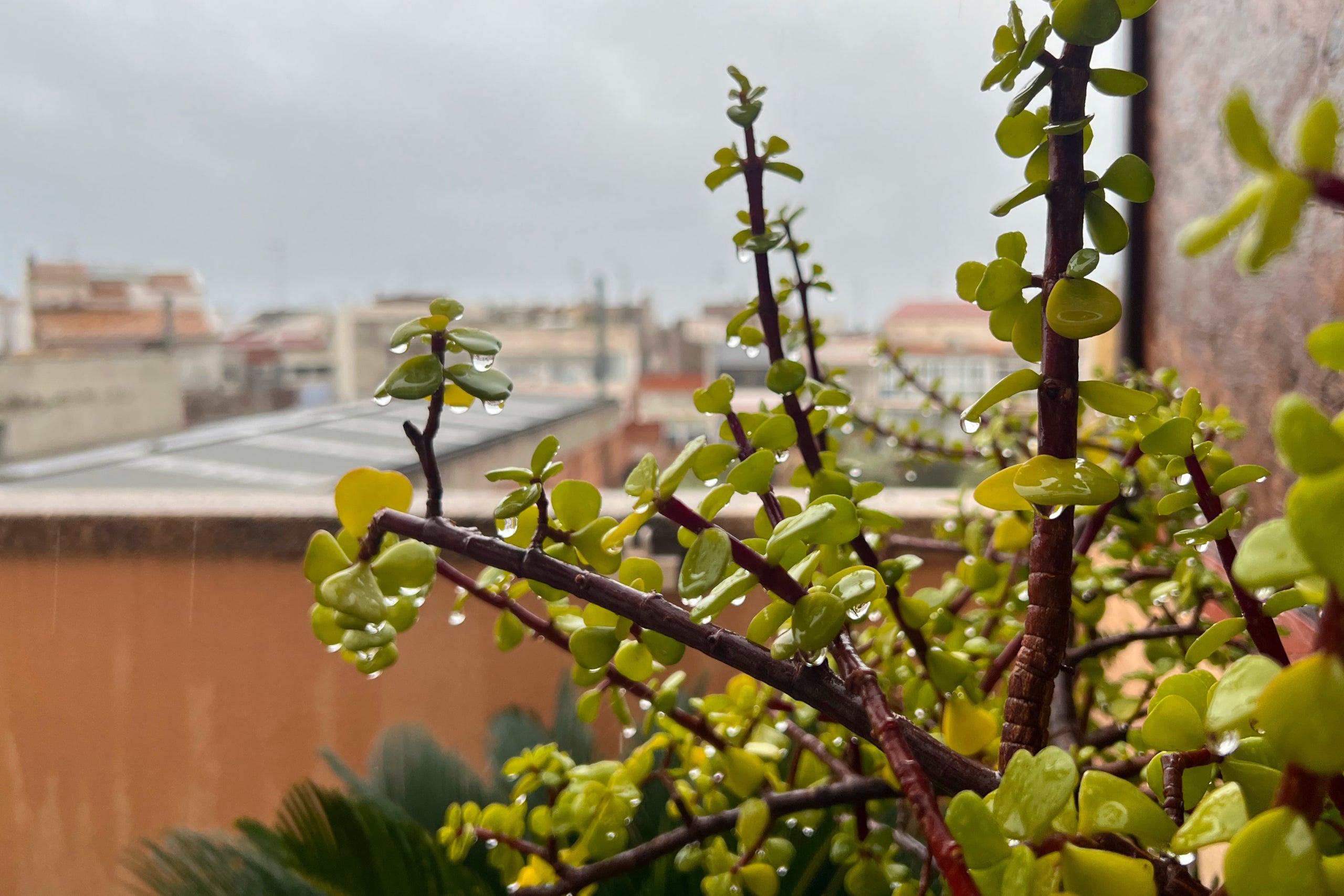 Detall de gotes pluja en una planta amb ruixats de fons / ACN