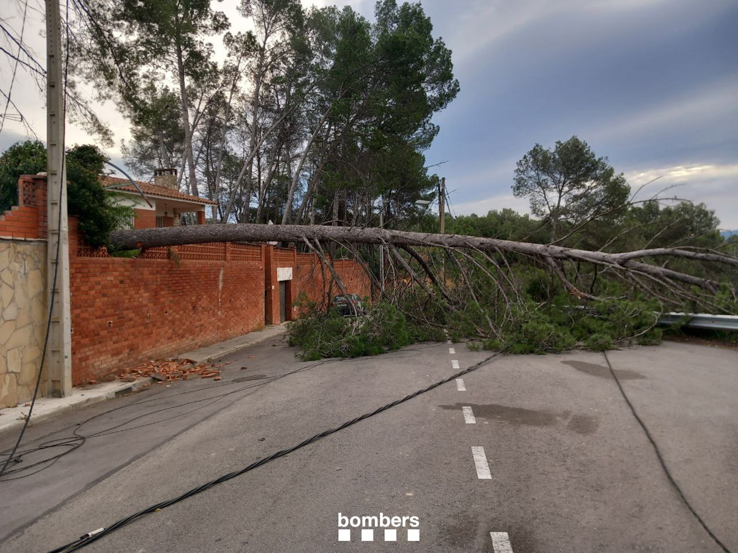 Un arbre caigut a Masquefa (Anoia) / Bombers de la Generalitat