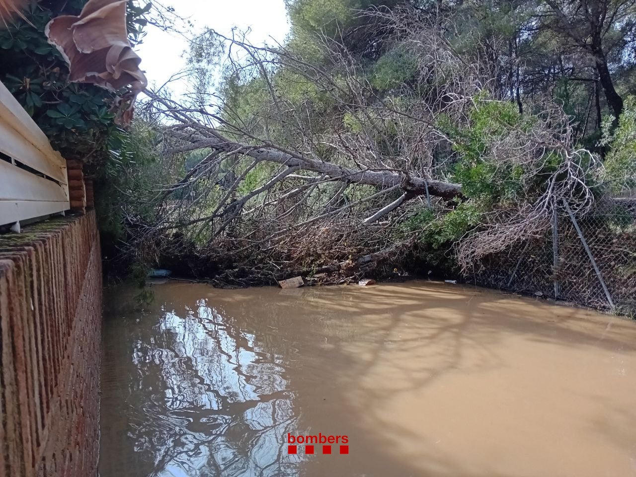 Un arbre caigut al Baix Camp / Bombers de la Generalitat