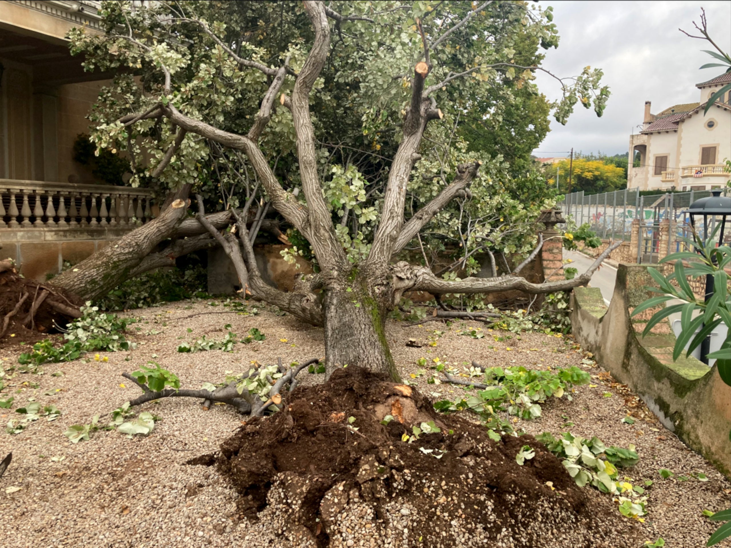 Un arbre arrencat per un tornado al Pont d'Armentera (Alt Camp) / ACN