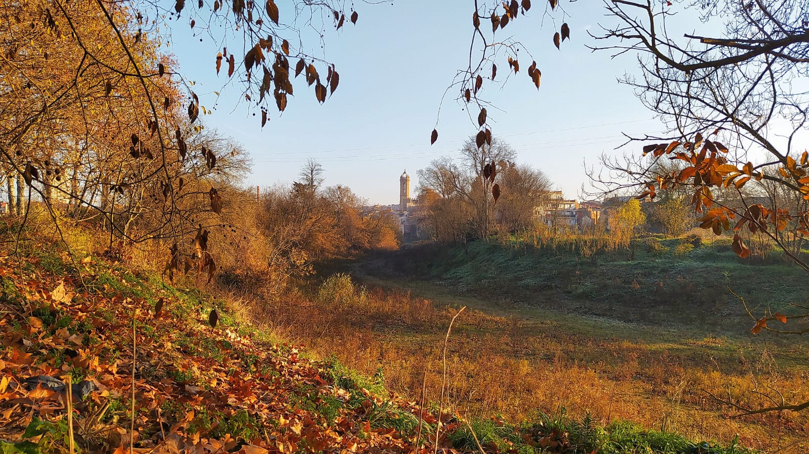 Imatge de la Bisbal d'Empordà darrere els arbres dels afores / Ajuntament de la Bisbal, Twitter