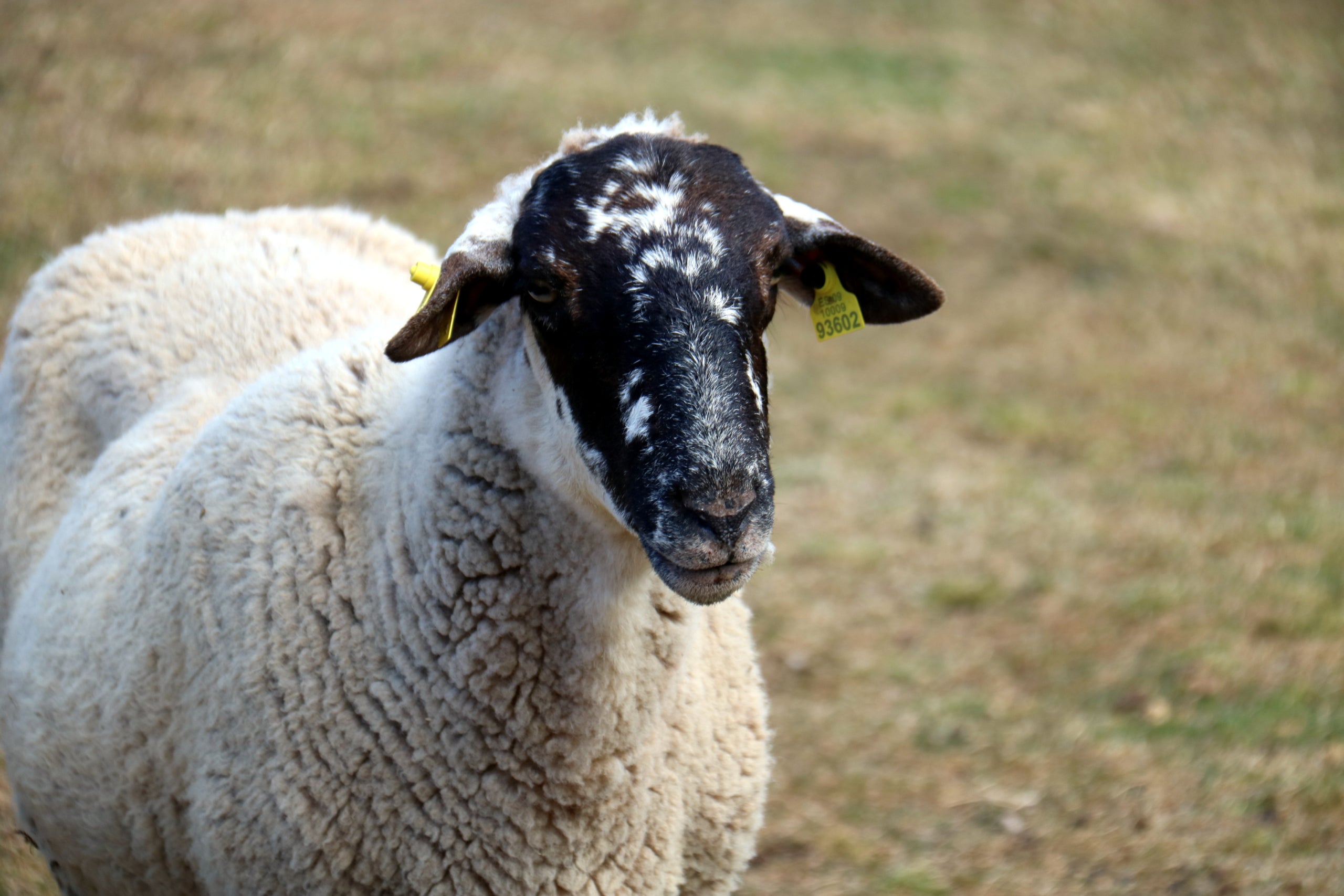Imagen de archivo de una oveja de un rebaño de Castellar d'en Hug / ACN