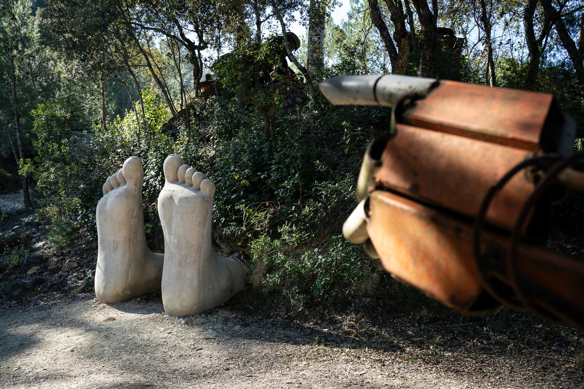 Bosc de Can Ginebreda. Porqueres 6-02-2025 / Mireia Comas