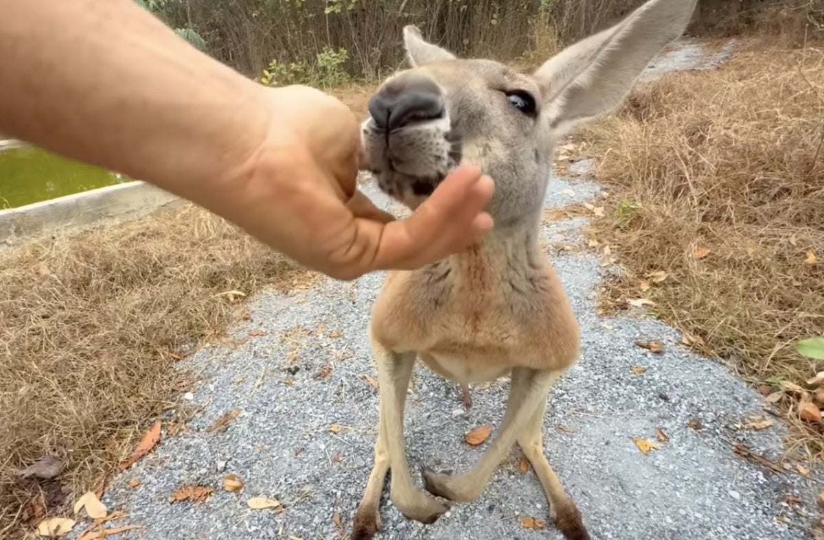 Frank Cuesta revela els motius pels quals ha d'abandonar el santuari d'animals | YouTube