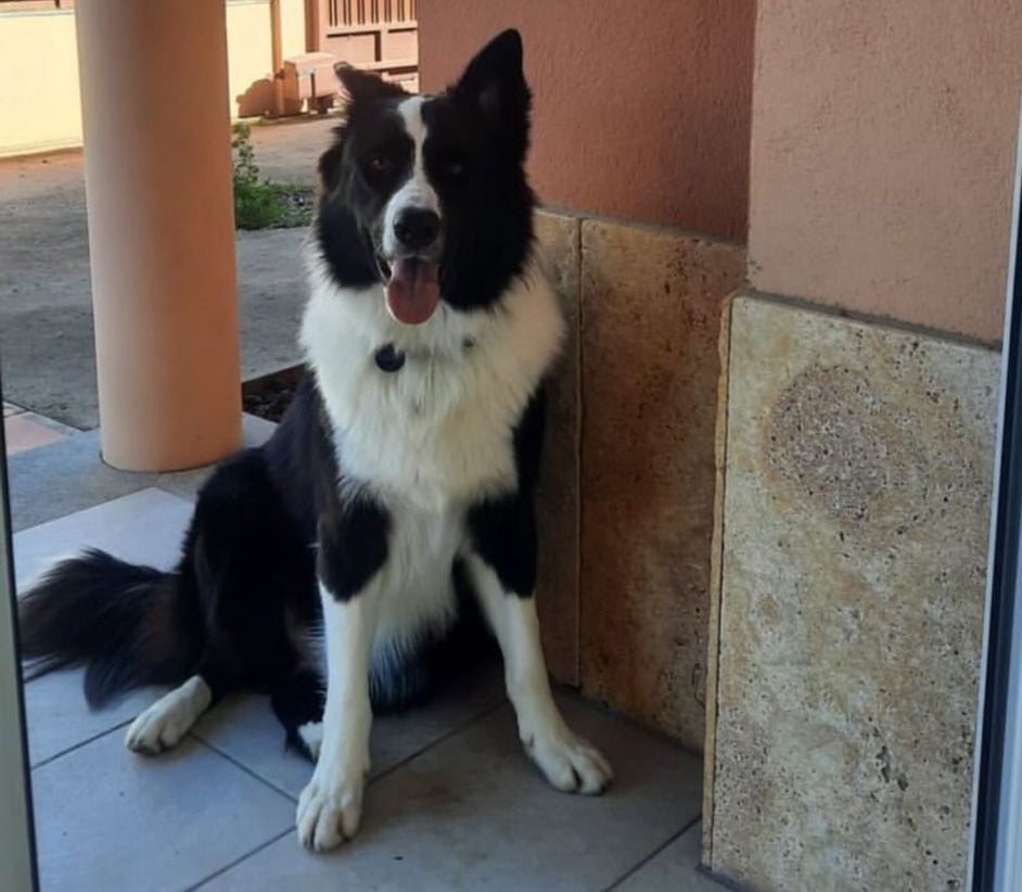 Lucky, el perro robado en Navata (Alt Empordà), supuestamente por orden de un policía local de Banyoles, en una foto difundida por su dueña, Noemí Martí, en X.
