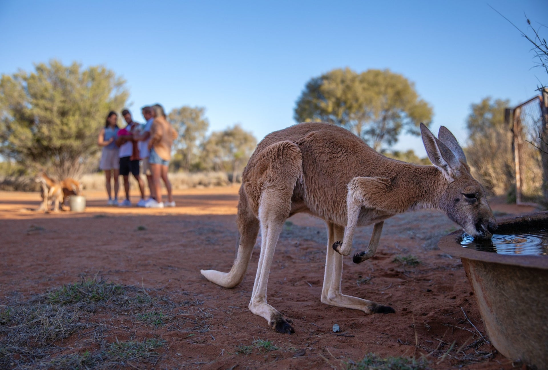 Un cangur, símbol d'Austràlia, el país que ha aturat el judici del segrest de les criptomonedes/ Kangaroo Sanctuary, Alice Springs, Northern Territory © Tourism Australia