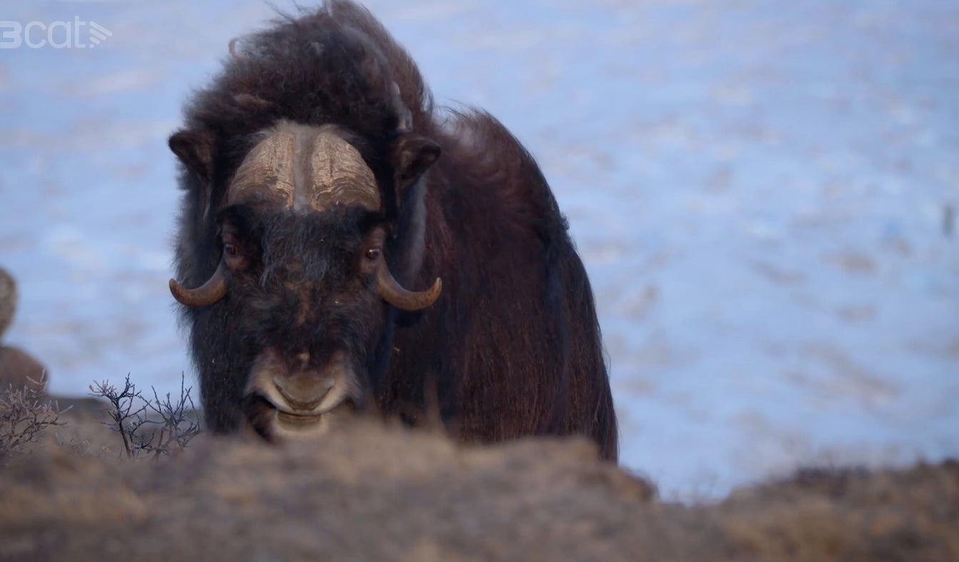 El bou mesquer, l'animal que va impulsar el documental 'Sol a Groenlàndia' | 3Cat