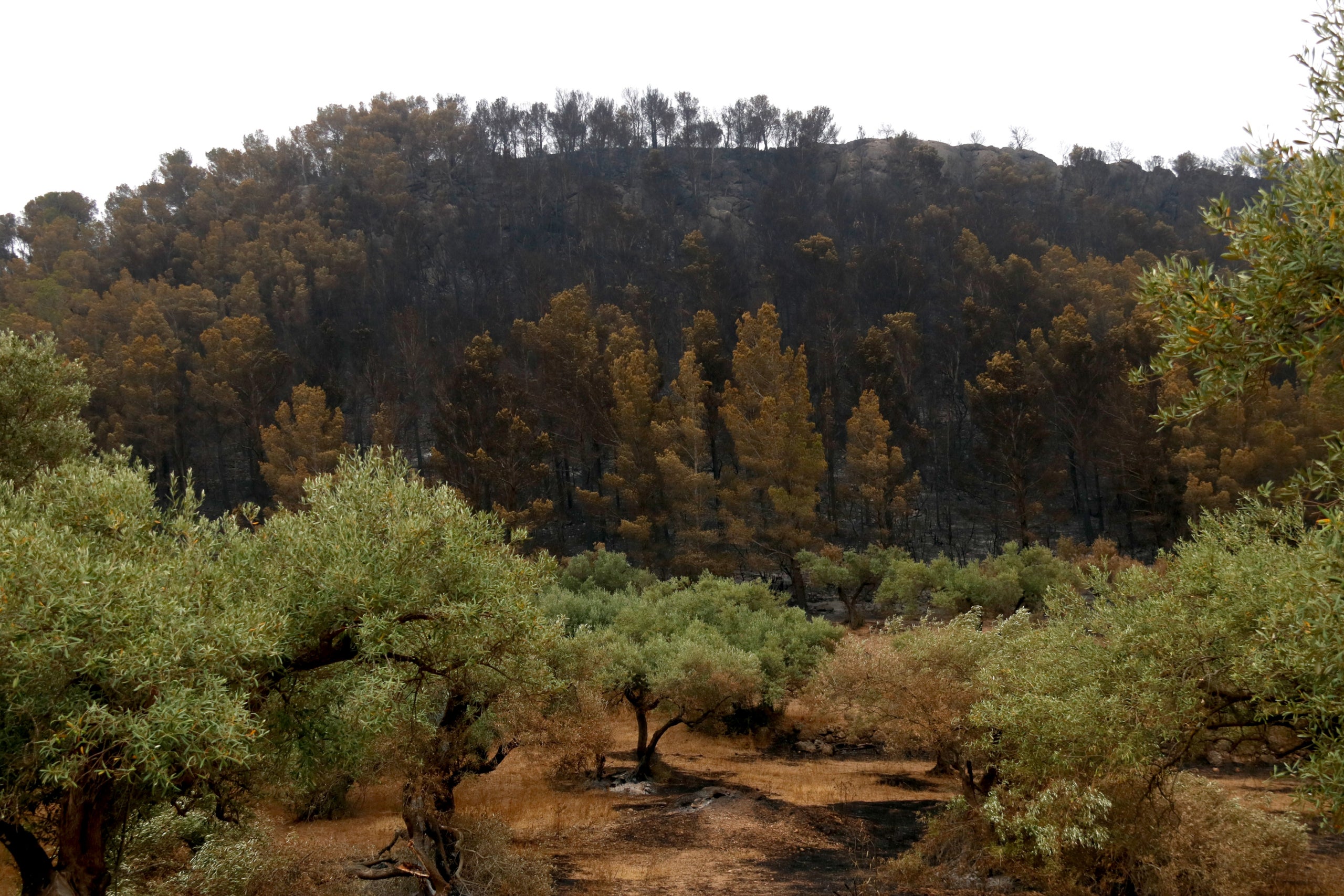 Un camp d'oliveres amb el bosc cremat per l'incendi de Paüls (Baix Ebre) de fons / ACN