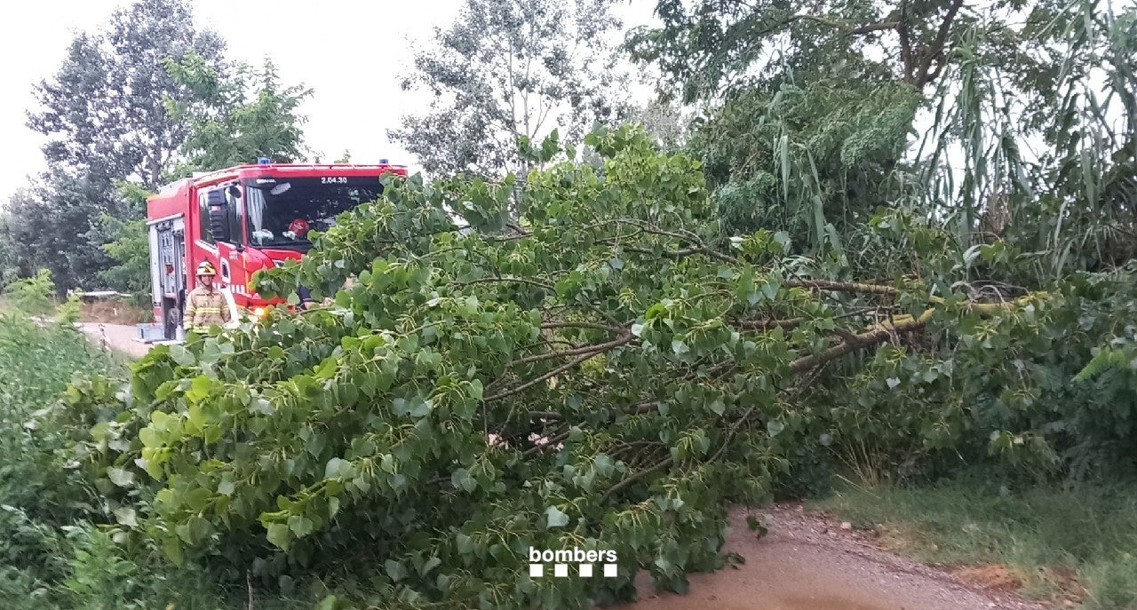 Els Bombers retiren un arbre caigut a la Bisbal d'Empordà (Baix Empordà) / Bombers de la Generalitat
