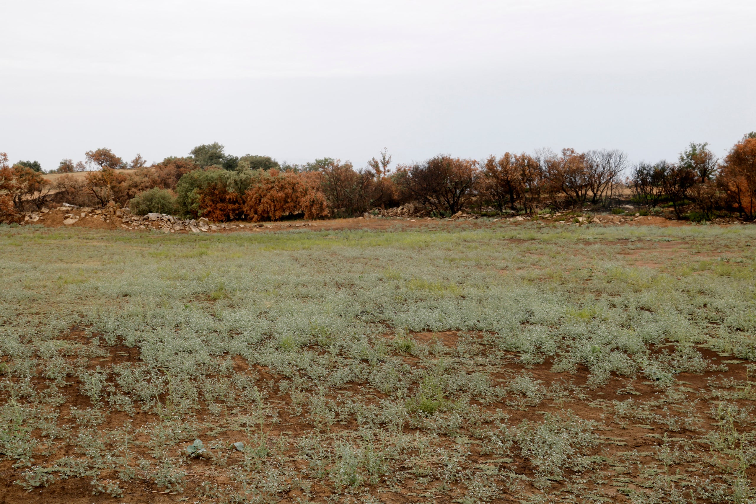 La vegetació creix en un camp afectat per l'incendi de Torrefeta on al fons es veuen arbres encara calcinats  | Anna Berga (ACN)