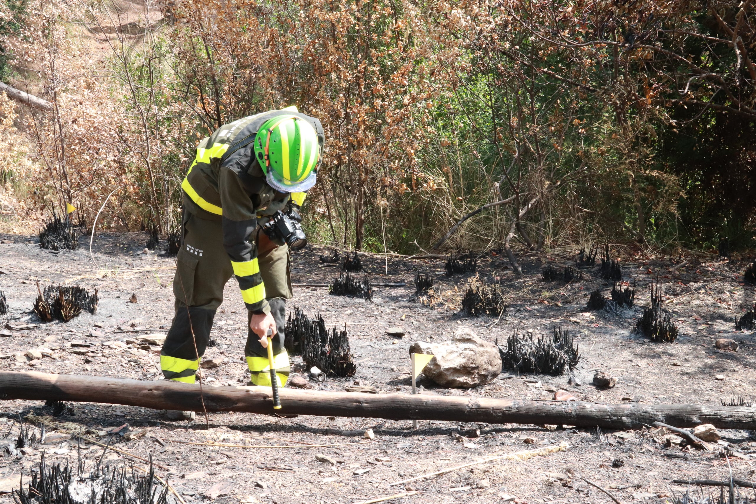 Agents Rurals treballant en un bosc després d'un incendi per intentar identificar-ne l'origen / Gemma Sánchez Bonel (ACN)