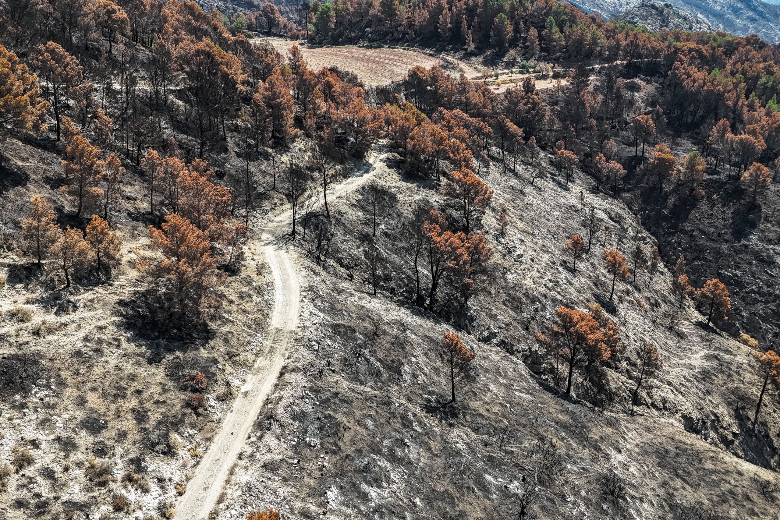 Boscos cremats a banda i banda del camí a Paüls | Jordi Borràs (ACN)