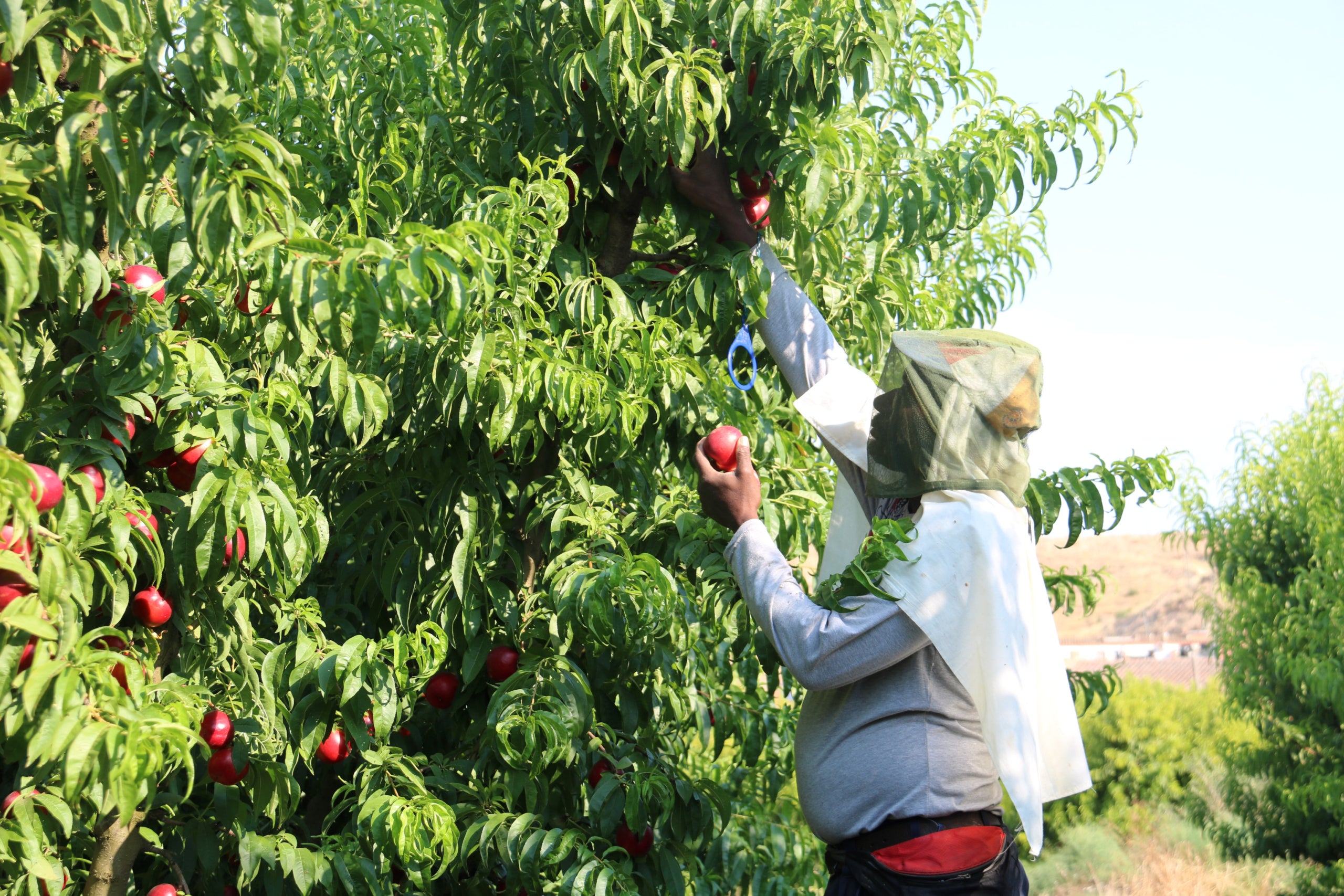Imagen de archivo de un temporero recogiendo fruta / ACN