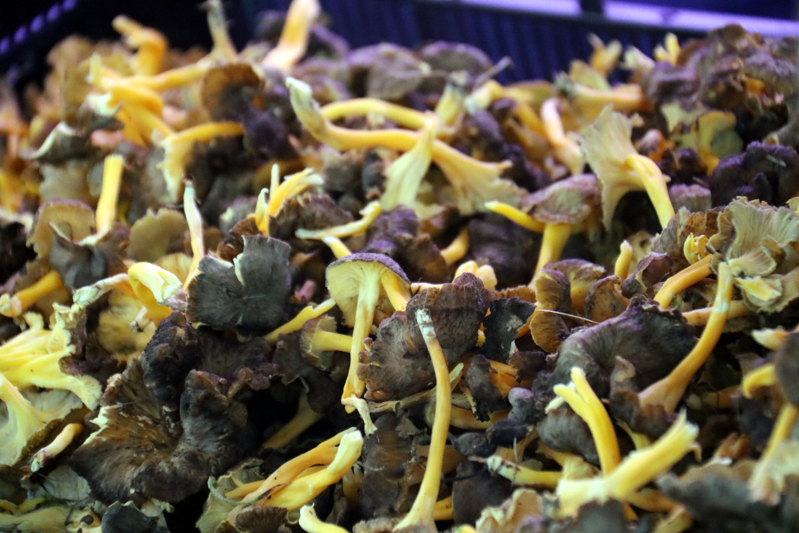 Els primers camagrocs de la temporada de bolets del 2025 / Nia Escolà (ACN)