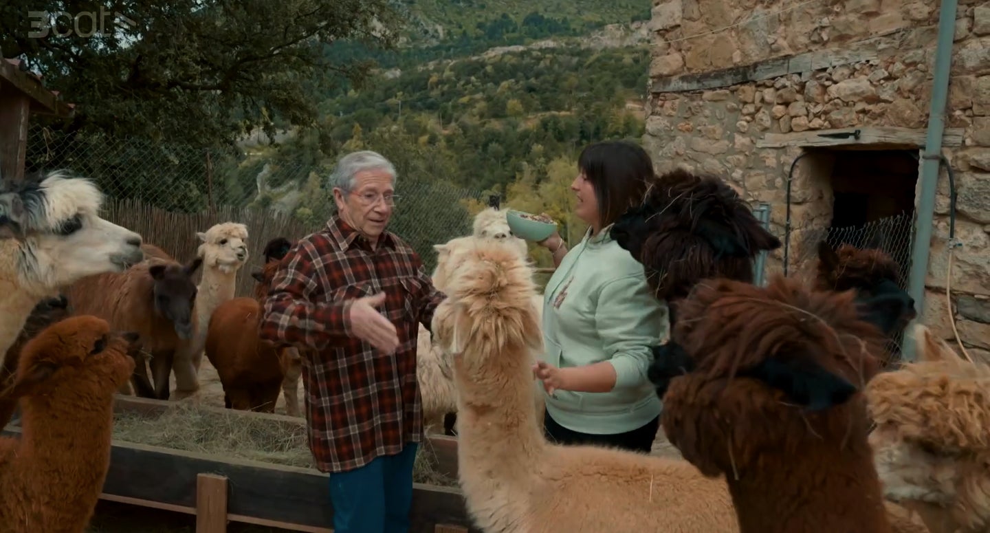 Què ha fet Joan Pera en veure les alpaques_ - TV3