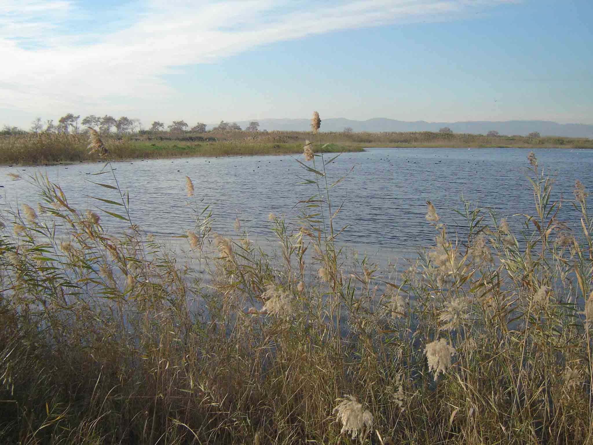Uno de los dos estanques que hay en los espacios naturales del Delta del Llobregat / Esther Romagosa (ACN)