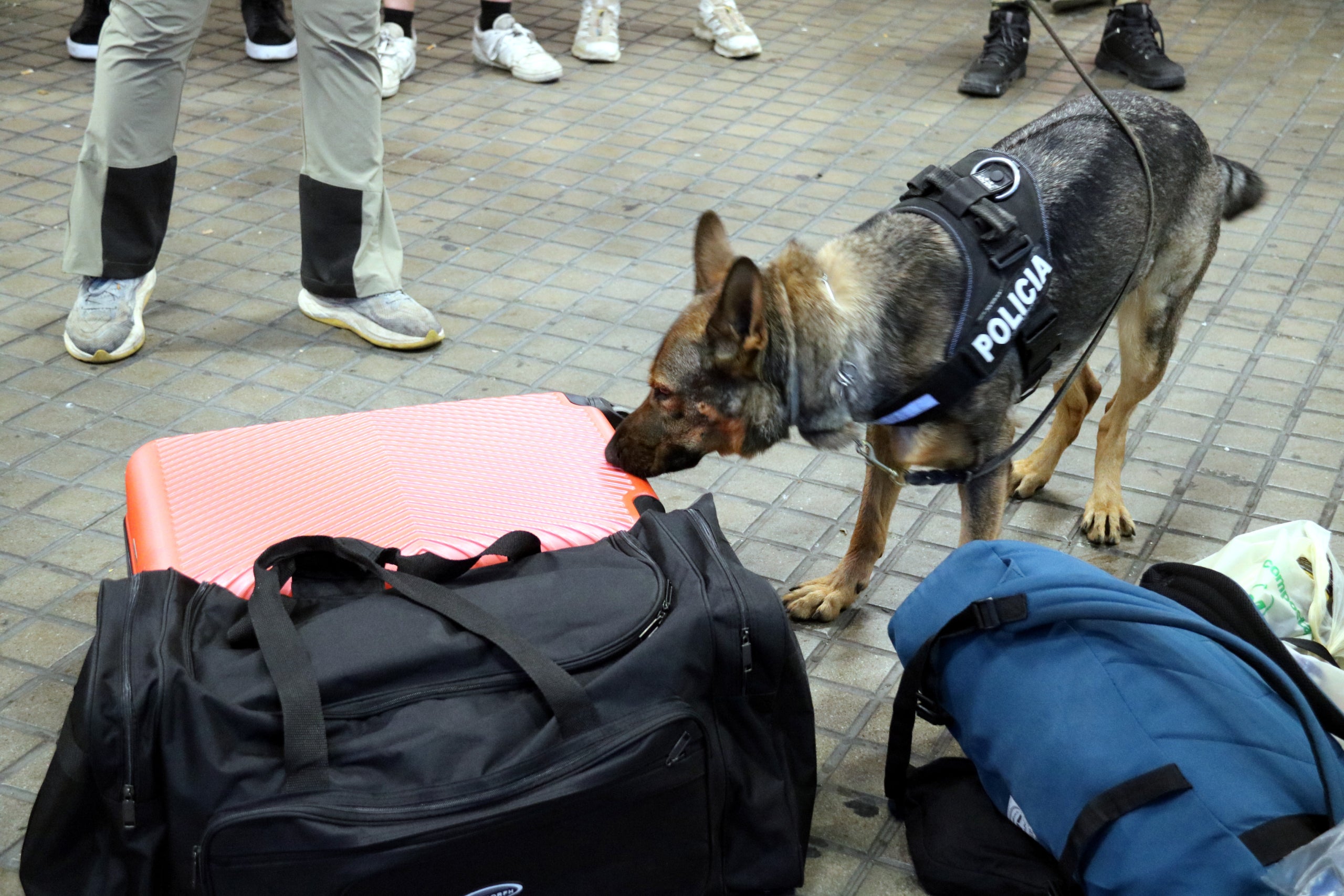 Un perro de la Unidad Canina de los Mossos d'Esquadra olfatea una maleta en la estación de Francia de Barcelona/Aleix Recolons/ACN
