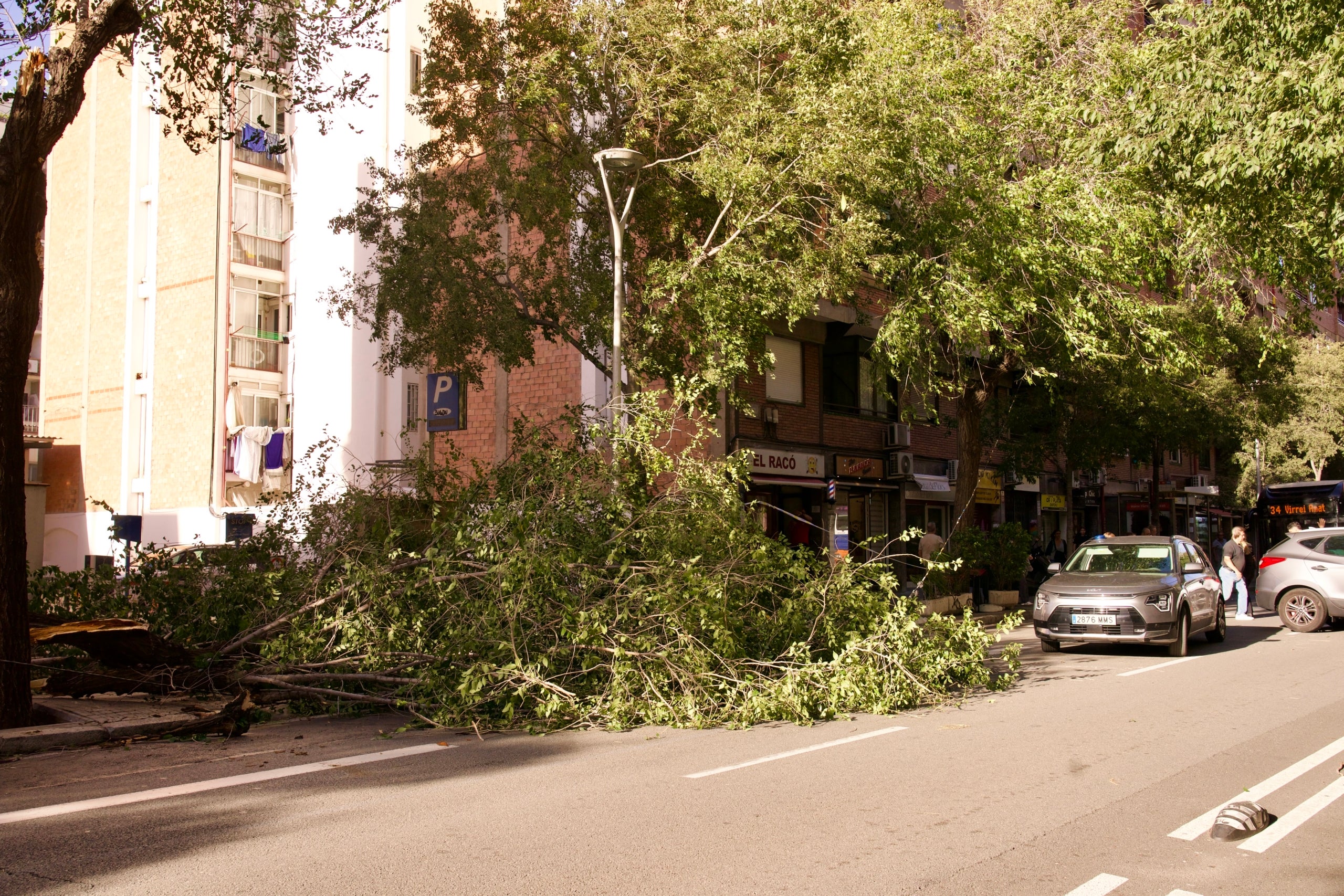 Arbres caiguts a Barcelona pel fort vent al carrer de Mallorca entre el carrer Rogent i Sibelius| Mireia Comas
