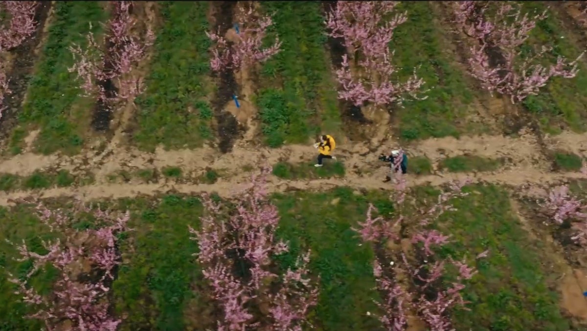 Els arbres fruiters del Segrià, protagonistes de l'etapa a 'La Travessa' | 3Cat