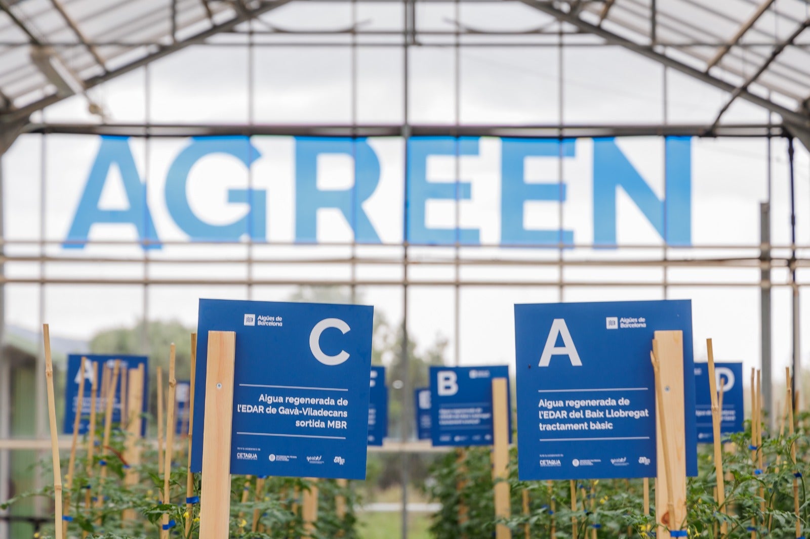 El projecte Agreen d'Aigües de Barcelona ha demostrat el valor de l’aigua regenerada per a
l’agricultura / Aigües de Barcelona