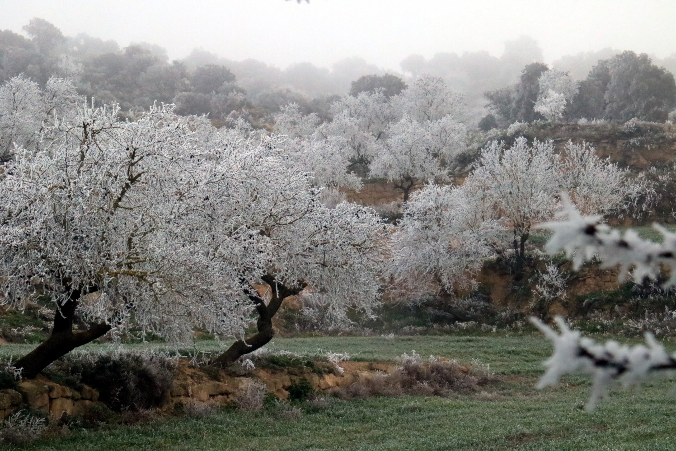 Un paisaje helado en la Cataluña Central, enero de 2025 / ACN-Nia-Escolà