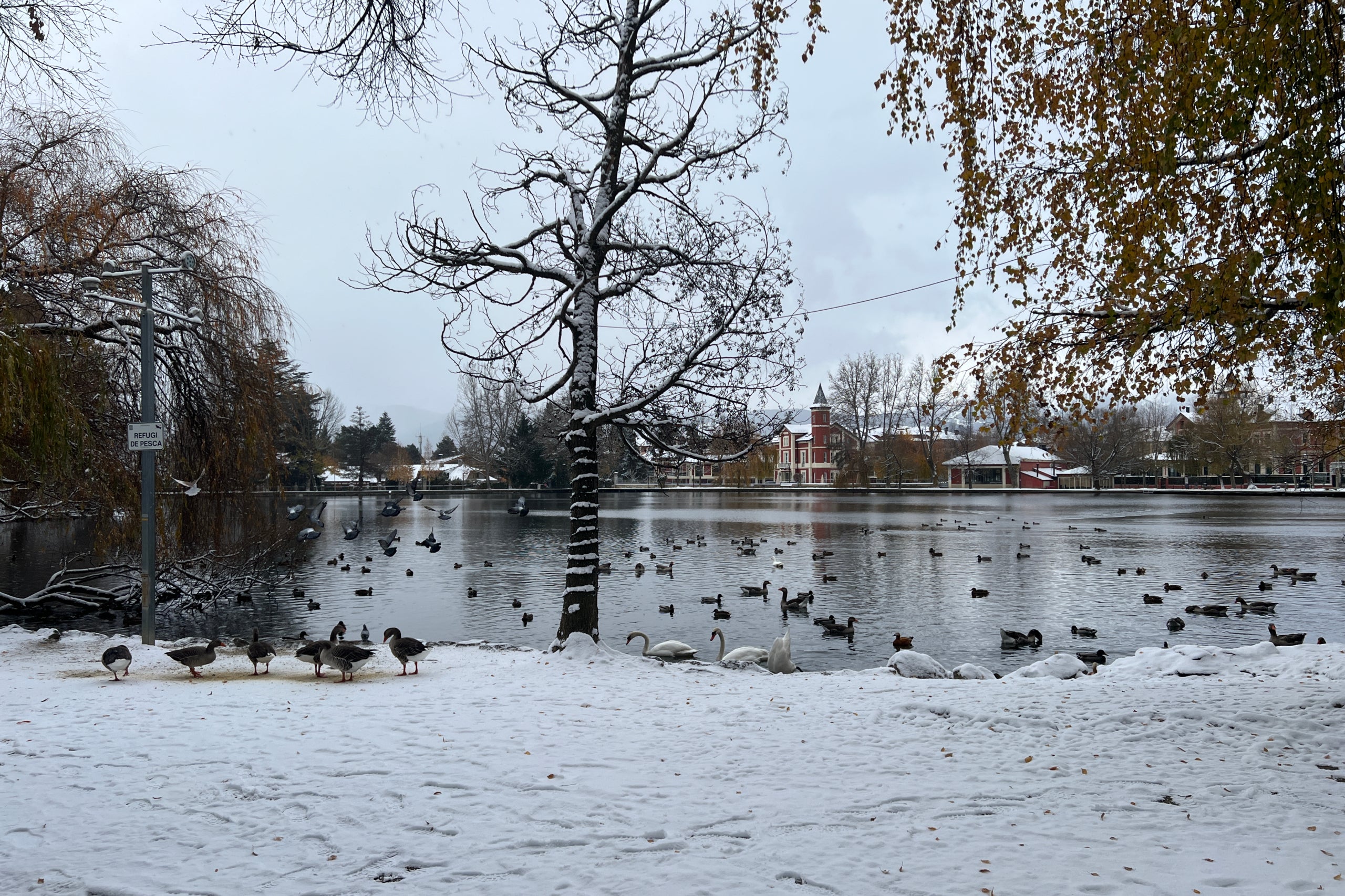 Animales en el entorno del lago de Puigcerdà, emblanquecido por la nieve / Albert L. Cobo (ACN)