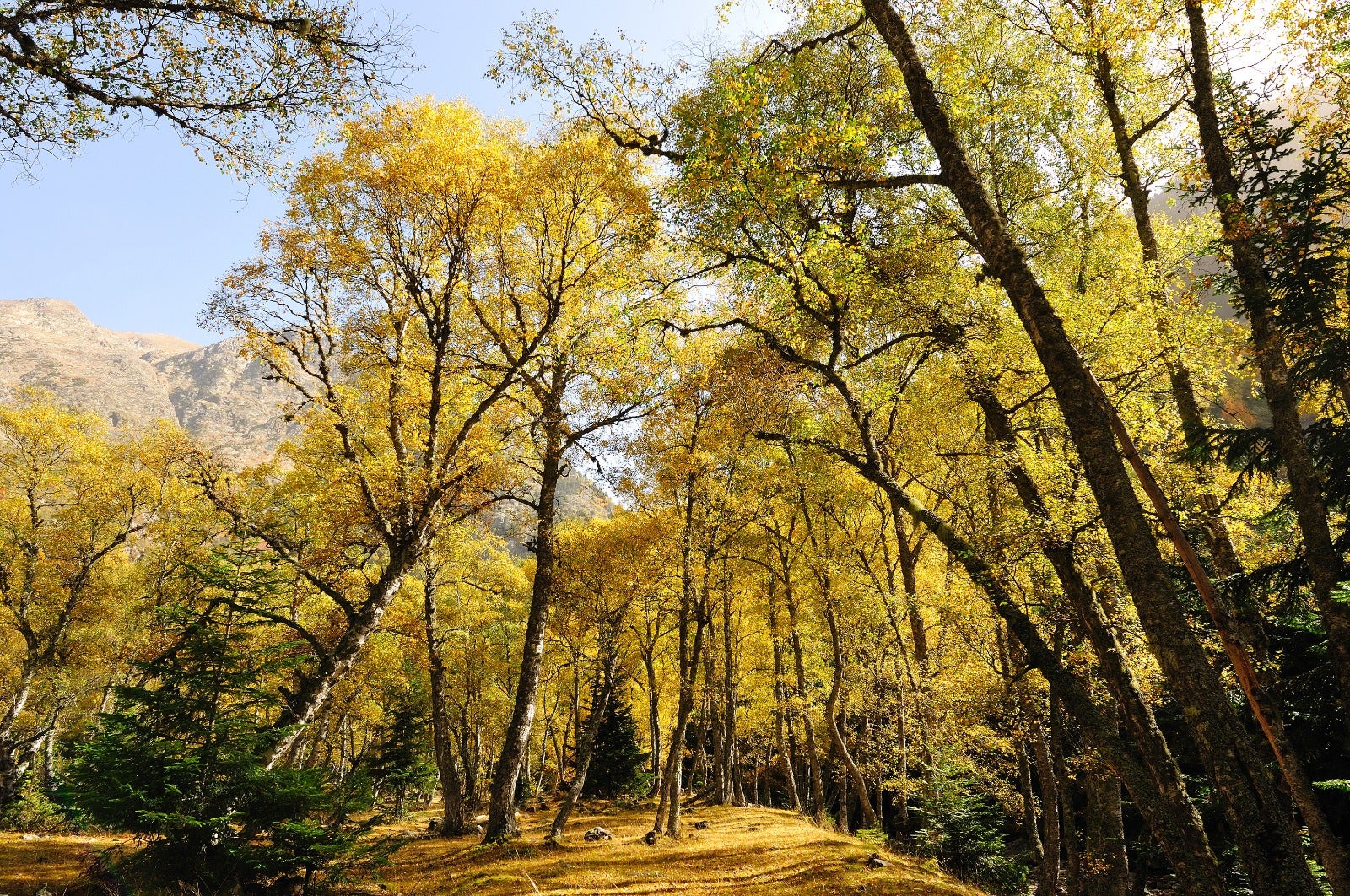 La creació de paisatges agroforestals més resilients es destaca com un àmbit clau per impulsar la bioeconomia a Catalunya / Foto: Generalitat de Catalunya